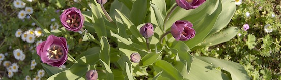 gia-i-tulipani-2-2
