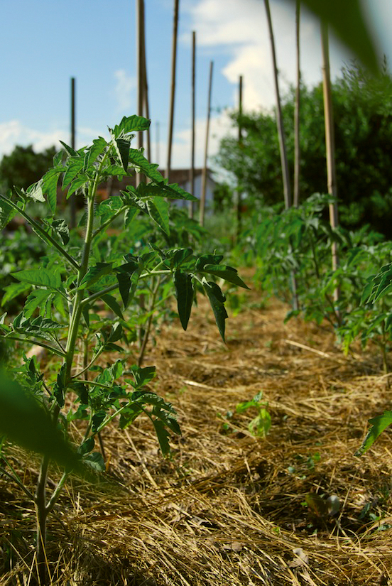 Piantine di pomodori pacciamate