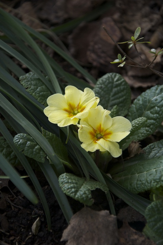 Primule gialle in fiore