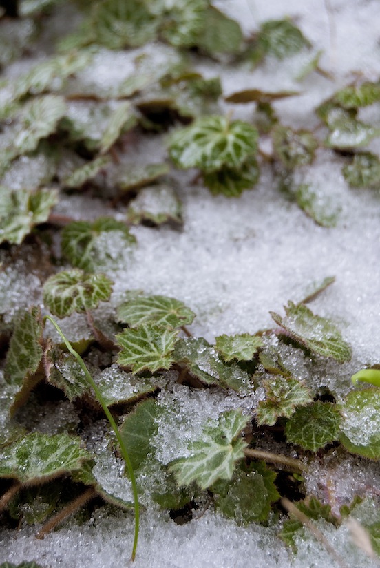 Saxifraga stolonifera sommersa dalla neva