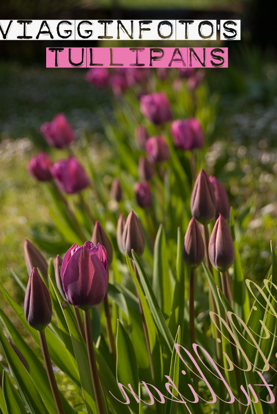 Tulipani viola al primo giorno di apertura dei fiori