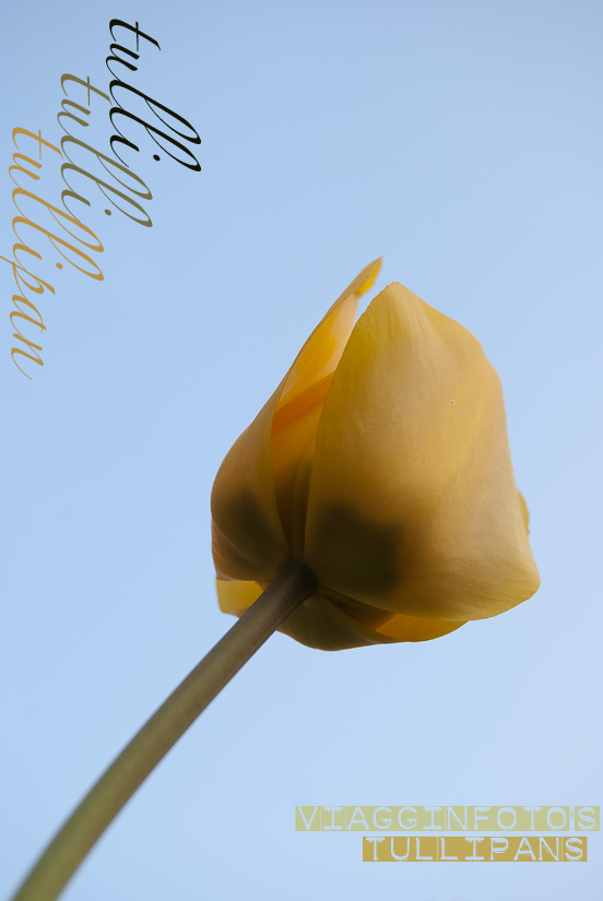 Tulipano giallo visto da sotto