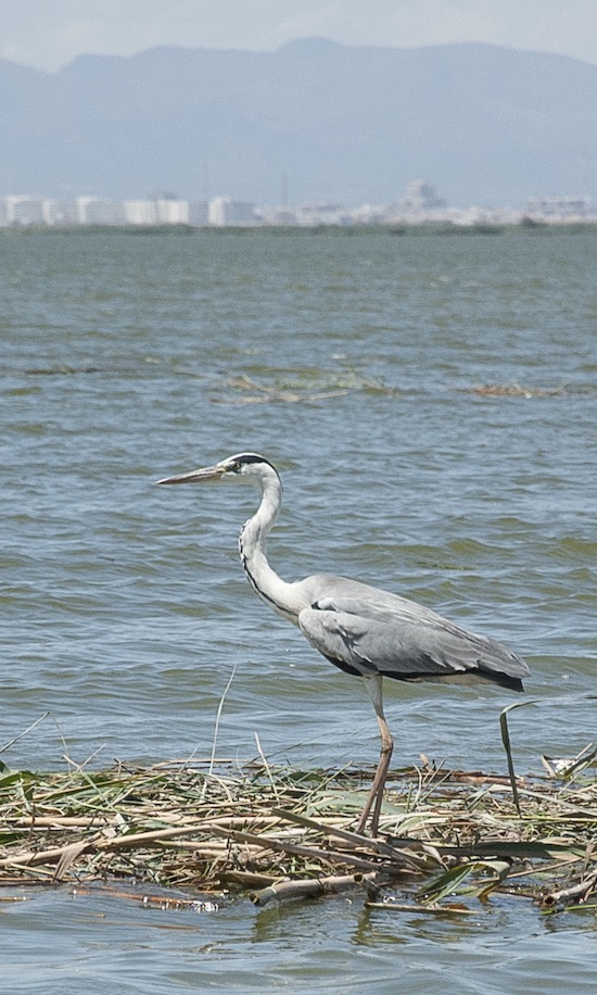 Airone cenerino, Albufera, Valencia