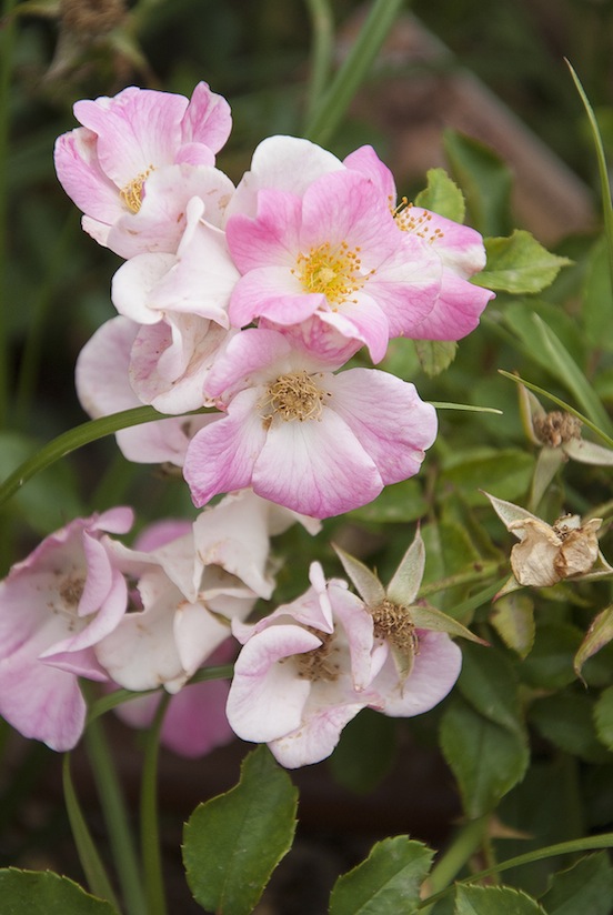 Rosa canina da un'aiuola vicino al parco, Valencia