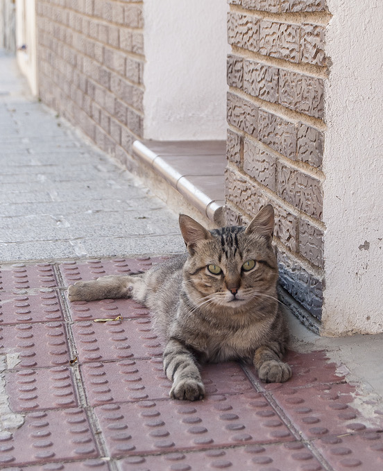 Gatto, Chinchilla