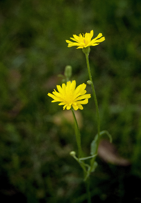 Composita gialla in fiore